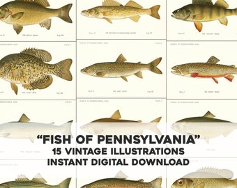 15 Fish of Pennsylvania Whitened Illustration Plates | Image Bundle Printable Wall Art | Instant Digital Download Trout Bass Commercial Use