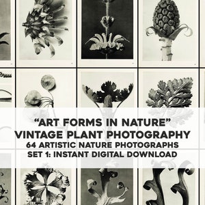 Kunstformen in der Natur Set 1 | 64 Vintage Schwarz-Weiß-Pflanzenfotos,Bildpaket | Sofortiger digitaler Download | Kommerzielle Nutzung