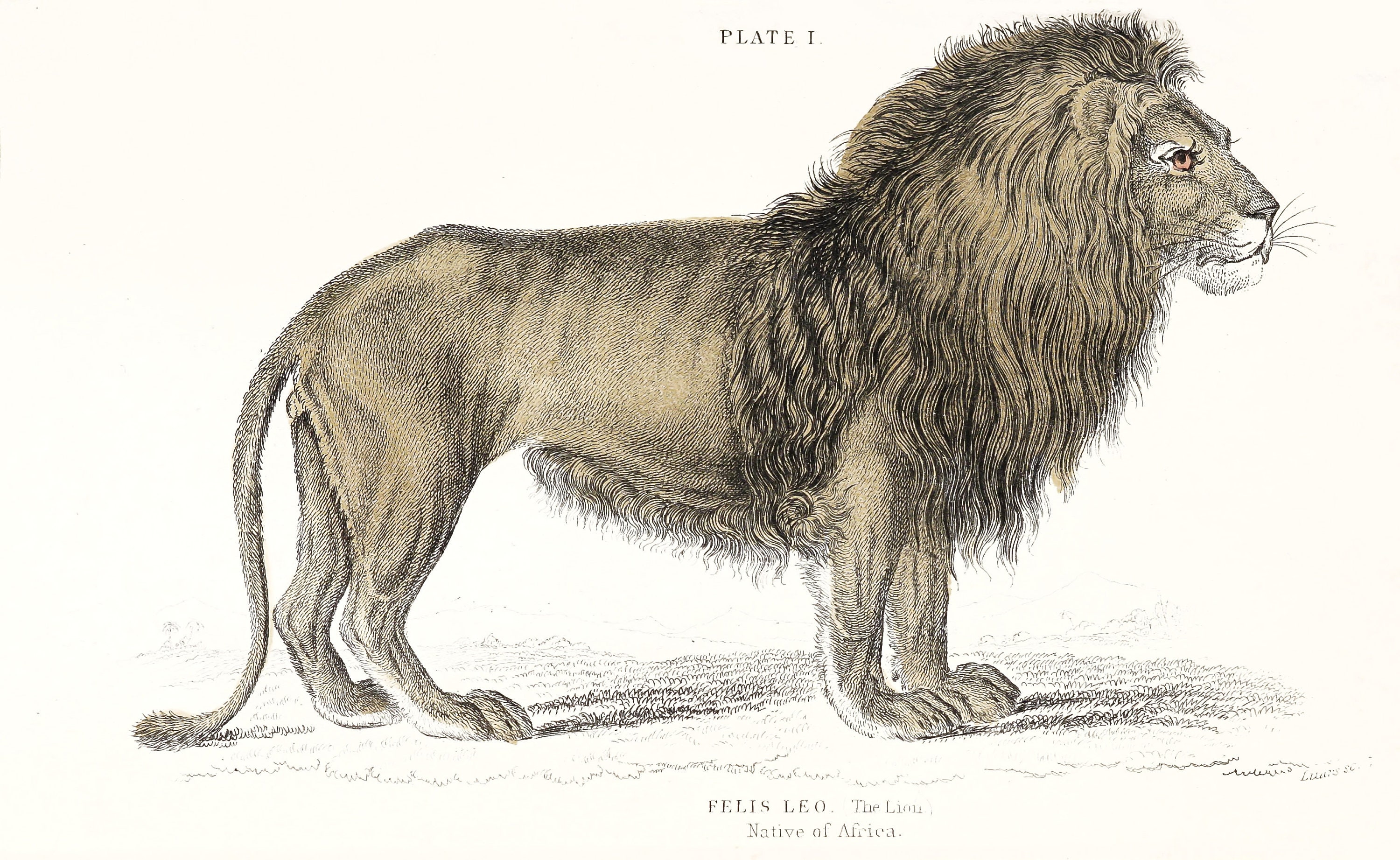 36 Big Cat Lion Tiger Histoire Naturelle Vintage Illustrations