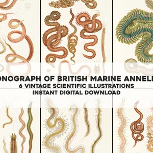 May include: Six vintage scientific illustrations of marine annelids, or segmented worms, from a book titled "Monograph of British Marine Annelids". The illustrations are in shades of brown, green, and white, and depict the worms in various poses.