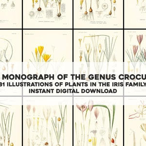 81 Awesome Crocus Botanical Illustrations | Image Bundle Printable Wall Art | Instant Digital Download | Commercial Use