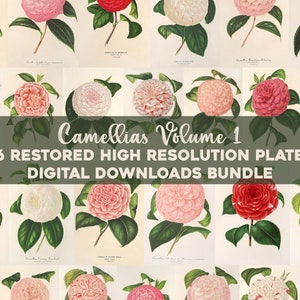 Vintage Camelia illustrazioni stampabile Wall Art Bundle download digitale Collage Kit botanico floreale Ephemera Garden Flower uso commerciale