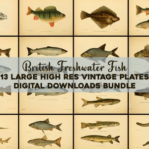 Fish Illustration Plates From British Freshwater Fishes Vintage Printable Wall Art Bundle Digital Download Trout Perch Salmon Commercial Use