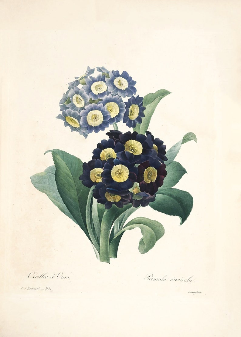 72 of the Most Beautiful Flowers Pierre Joseph Redoute HQ Etsy