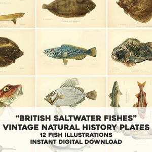 Britische Salzwasserfische | 12 Vintage Bilder bündeln | Bastelbedarf druckbare Wandkunst | Sofortiger digitaler Download für kommerzielle Nutzung