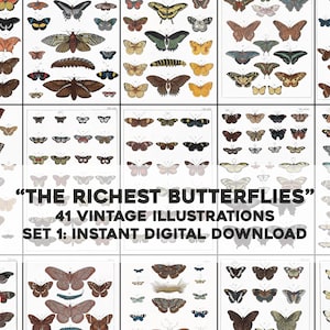 41 superbes groupes d'illustrations de papillons de nuit | Image Bundle Art mural imprimable | Téléchargement numérique instantané Utilisation commerciale