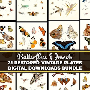 Genial Insekt Familien Illustrationen Bundle Printable Download Insekten Botanisch Floral Natur Landschaft Bugs Luna Moth JPEG
