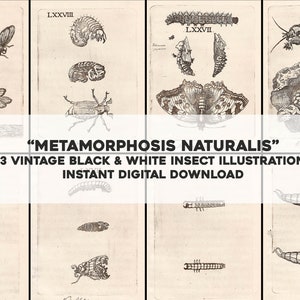 Op de afbeelding: Een verzameling van 63 vintage zwart-wit insectenillustraties uit het boek "Metamorphosis Naturalis". De illustraties tonen verschillende stadia van het insectenleven, waaronder eieren, larven, poppen en volwassenen. De illustraties zijn gedetailleerd en ingewikkeld en geven een fascinerend inzicht in de wereld van insecten.