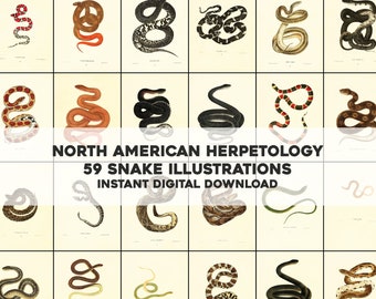 59 Snakes North American Herpetology Illustrations | HQ Image Bundle Printable Wall Art | Instant Digital Download | Physical Commercial use