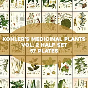 Kohler's Medicinal Plants Volume 2 Half Set 57 Plates Printable Wall Art Bundle Vintage Flowers Botanical Illustrations Digital Download