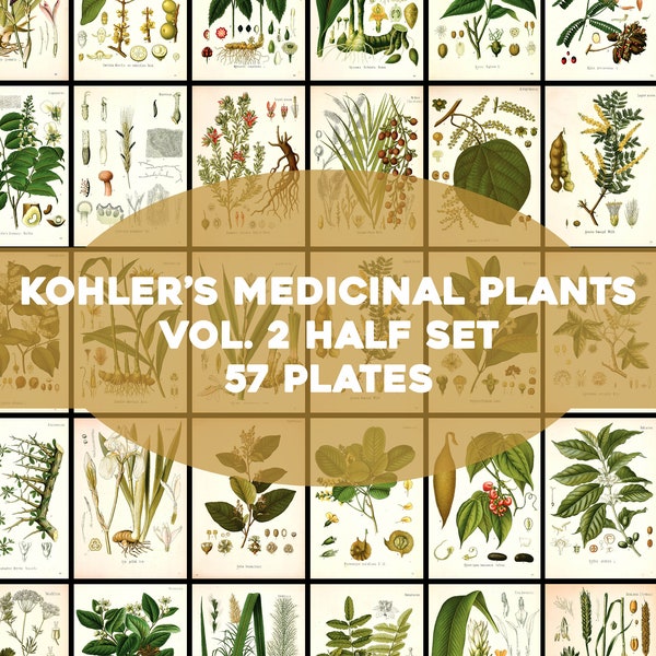 Kohler's Medicinal Plants Volume 2 Half Set 57 Plates Printable Wall Art Bundle Vintage Flowers Botanical Illustrations Digital Download
