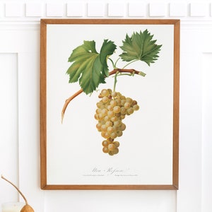 May include: A vintage botanical illustration of a bunch of white grapes with green leaves on a white background. The text "Vitis - Kefesia" is printed below the grapes.