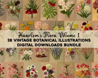 May include: A collection of 38 vintage botanical illustrations featuring various flowers, including lilies, tulips, and roses. The illustrations are in a classic style with detailed drawings and vibrant colors. The title "Haarlem's Flora Volume 1" and "38 Vintage Botanical Illustrations Digital Downloads Bundle" are displayed on a banner.