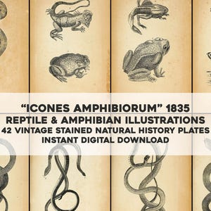 Może przedstawiać: Zbiór 42 vintage ilustracji gadów i płazów z "Icones Amphibiorum" 1835. Ilustracje są czarno-białe i przedstawiają różne gatunki, w tym węże, jaszczurki, żaby i żółwie.