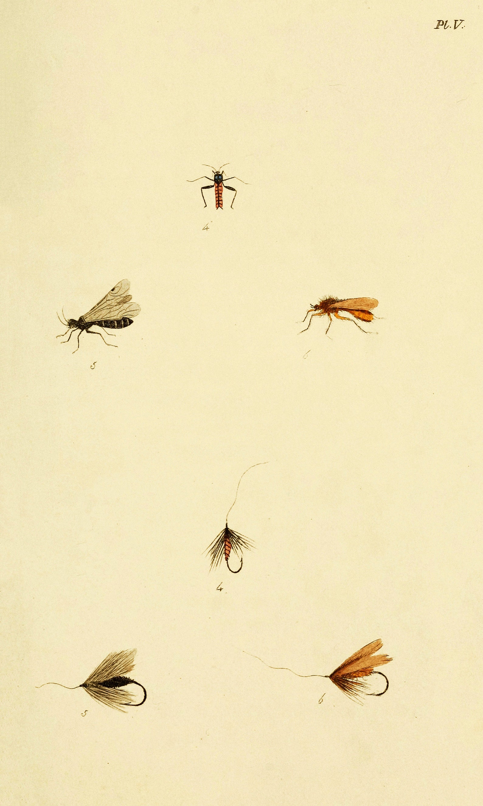 Fisher Insect Fly Fisher's Entomology Vintage Trout Insect Illustrations | Image ...