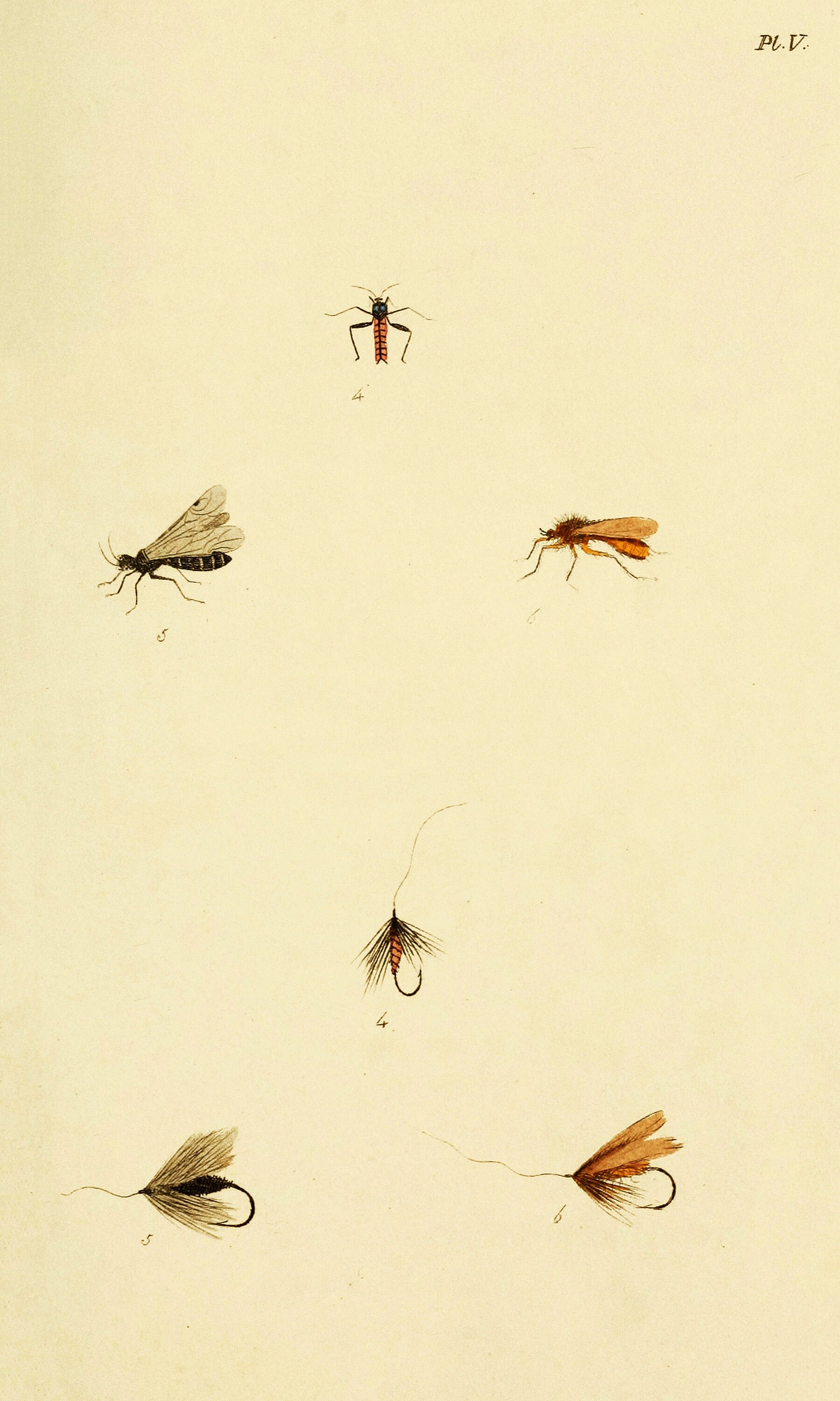 Fly Fisher's Entomology Vintage Trout Insect Illustrations | Image ...