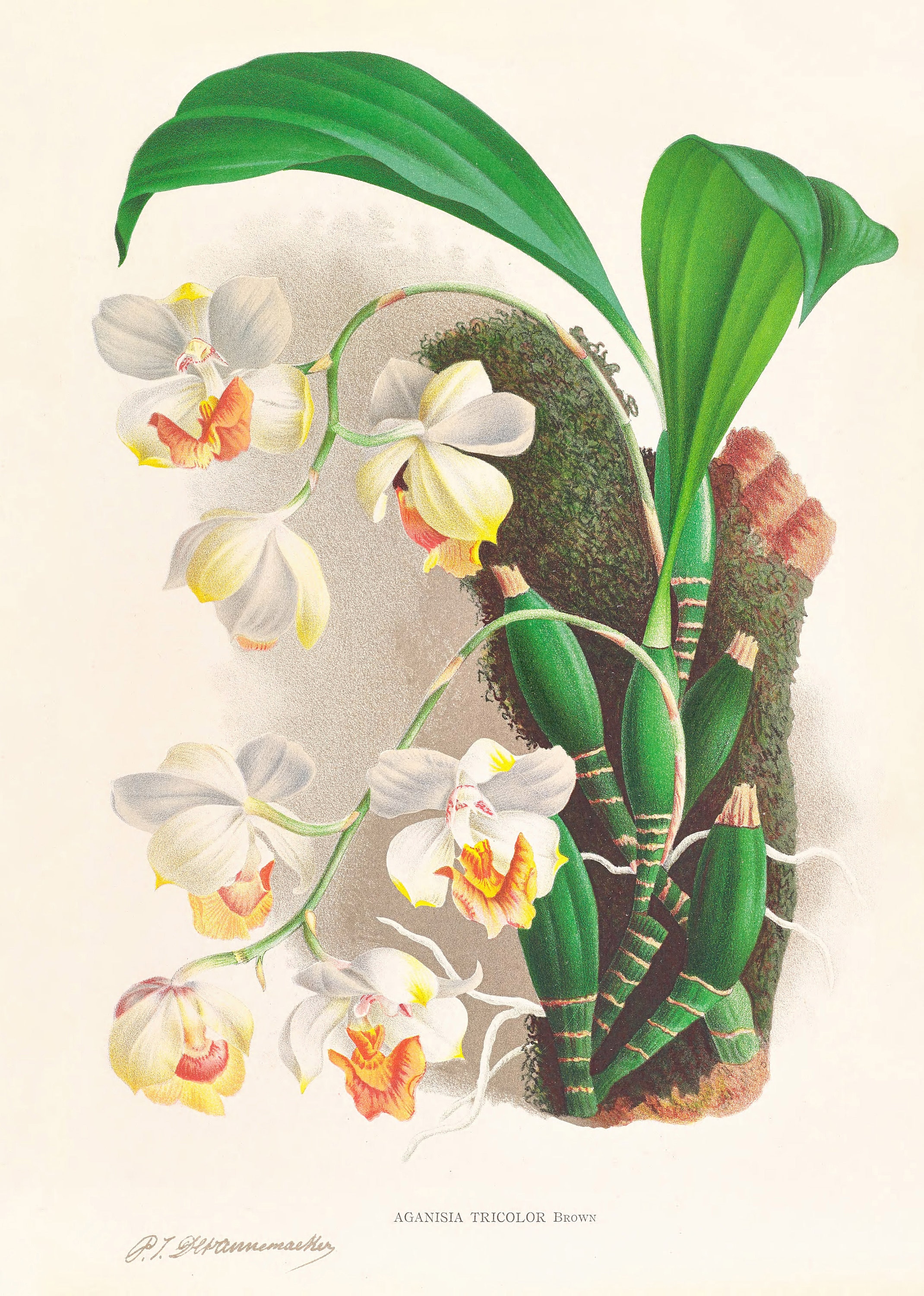 Vintage Orchids Illustrations Vol. 1 Printable Wall Art Bundle