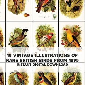 18 raras aves británicas y huevos ilustraciones vintage / paquete de imágenes paquete de arte de pared imprimible / descarga digital instantánea uso comercial