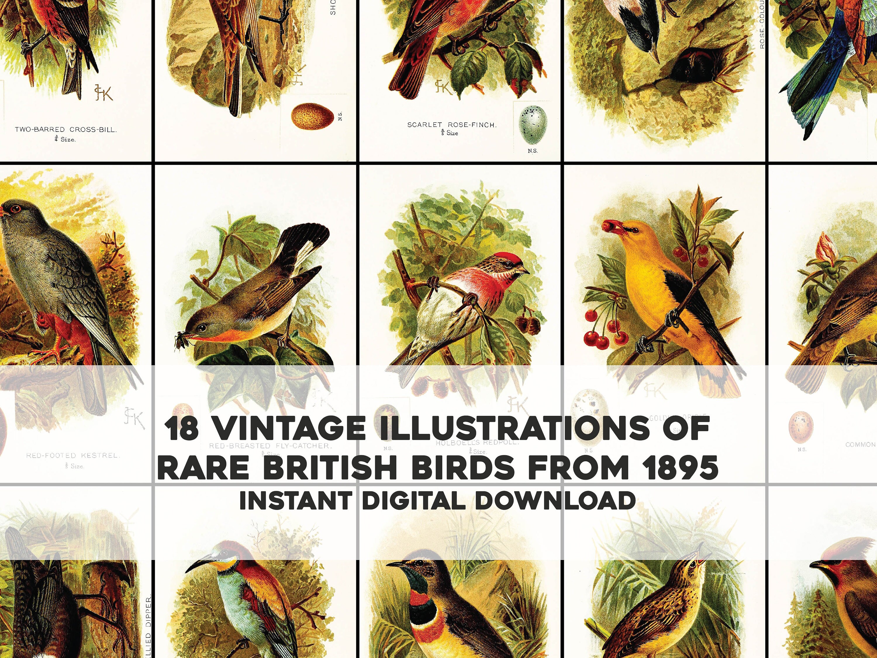 100年前の古書　希少　1923年　Birds and their young 人気ブランド 公式サイト 100年前の古書 希少 1923年 Birds and