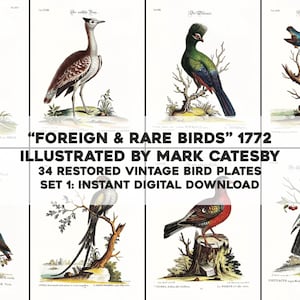 34 Restored Vintage 18th Century Bird Natural History Plates | Image Bundle Printable Art Crafts | Instant Digital Download Commercial Use 1