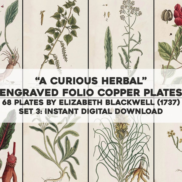 68 Curious Herbal Medicinal Plant Botanical Illustrations | HQ Image Bundle Printable | Instant Digital Download | Physical Commercial Use 3