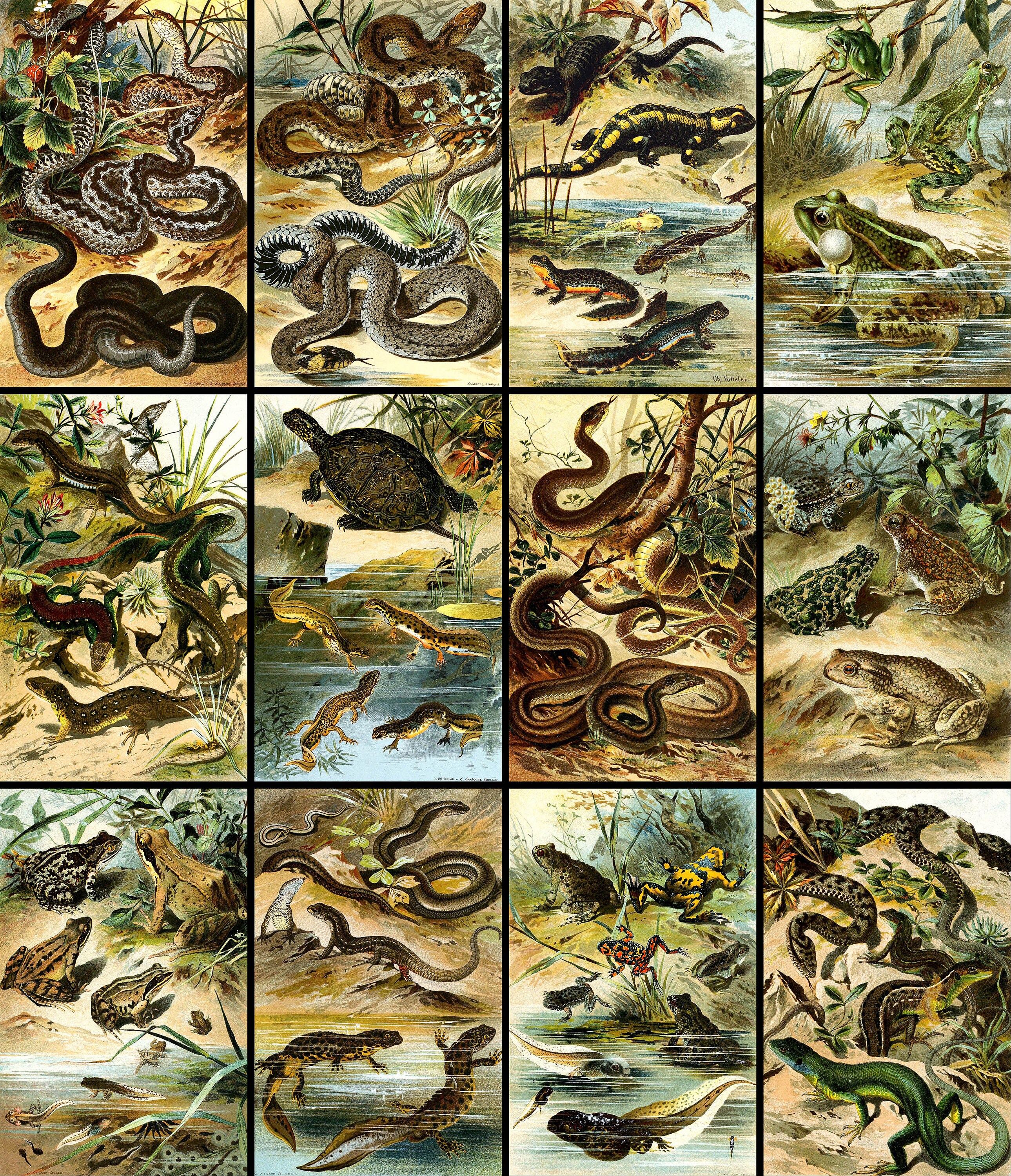 Digital Prints Art & Collectibles Prints 12 Awesome Amphibians ...