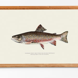 Puede incluir: Una ilustración vintage de una trucha de arroyo, un tipo de pez, con marcas marrones, negras y rojas. La leyenda dice "THE BROOK TROUT ADULT MALE SALVELINUS-FONTINALIS Showing bright or early Fall coloration."