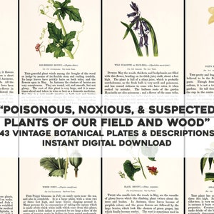 43 bellissime piante velenose nocive botaniche / pacchetto di immagini vintage restaurate HQ / download digitale istantaneo uso commerciale