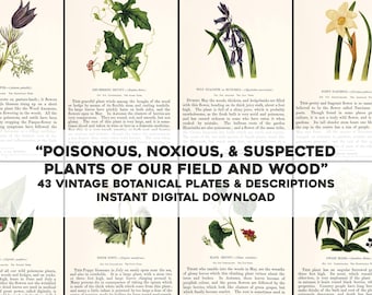 43 Hermosas plantas botánicas venenosas nocivas / Paquete de imágenes vintage restauradas HQ / Descarga digital instantánea Uso comercial