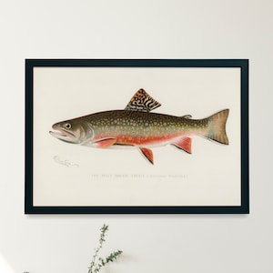 Brook Trout Fish Illustration Print | Single Printable Wall Art | Fishes of North America | Vintage Fishing Fly Fisherman Digital Download