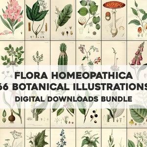 66 Wunderschöne Flora Homeopatica Botanische Illustrationen | HQ Image Bundle druckbare Wandkunst | Sofortiger digitaler Download Kommerzielle Nutzung