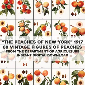 88 Peaches of New York illustrazioni fotografiche botaniche / pacchetto immagine HQ/stampabile Wall Art / Download digitale istantaneo uso commerciale