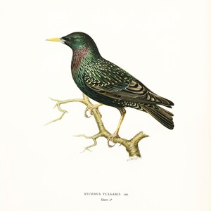 Pu&ograve; includere: Un'illustrazione dettagliata di uno Storno verde e nero appollaiato su un ramo. L'uccello ha un becco giallo ed &egrave; raffigurato in uno stile realistico.