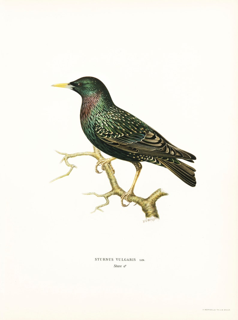 Pu&ograve; includere: Un'illustrazione dettagliata di uno Storno verde e nero appollaiato su un ramo. L'uccello ha un becco giallo ed &egrave; raffigurato in uno stile realistico.