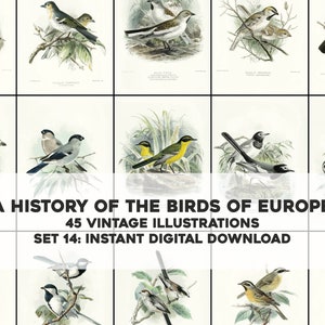 45 hermosas ilustraciones de la historia de las aves de Europa / Paquete de imágenes Paquete de arte de pared imprimible / Descarga digital instantánea Uso comercial 14