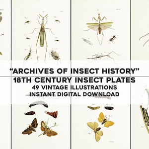 Insect Natural History Plates Images | 49 18th Century Vintage Images Art & Craft Bundle | Instant Digital Download Commercial Use