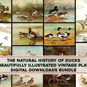 50 superbes illustrations vintage de canard et de sauvagine Une histoire naturelle des canards Assiettes Image / Wall Art Bundle Téléchargement numérique