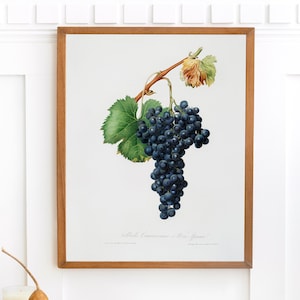 Könnte beinhalten: Eine Vintage-botanische Illustration einer Traube dunkelvioletter Trauben mit grünen Blättern und einer braunen Rebe. Der Text "Vitis Vinifera, a la Franche" ist unter dem Bild gedruckt.
