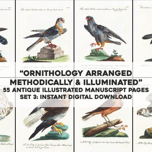 May include: A set of 55 antique illustrated manuscript pages featuring various bird illustrations. The pages are titled "Ornithology Arranged Methodically & Illuminated".