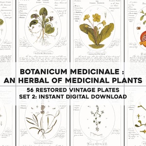 56 Whitened Botanicum Medicinale Illustrations Description & Uses | HQ Image Bundle | Instant Digital Download | Physical Commercial Use 2
