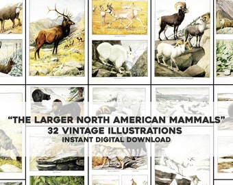 32 North American Mammals Animal Illustrations | Image Bundle Printable Wall Art Bundle | Instant Digital Download Commercial Use
