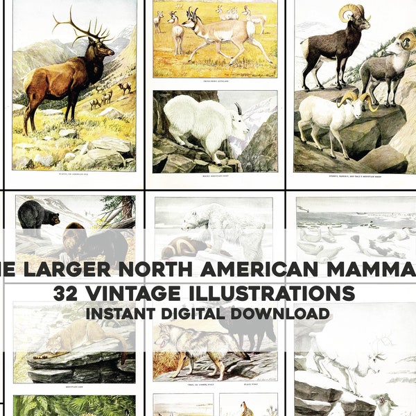 32 North American Mammals Animal Illustrations | Image Bundle Printable Wall Art Bundle | Instant Digital Download Commercial Use