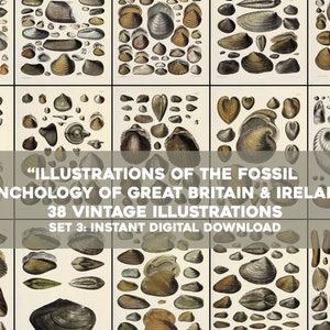 38 Fossile Conchology Muschel Illustrationen Naturgeschichte | Bild Bundle Druckbare Wandkunst | Sofortiger digitaler Download Kommerzielle Nutzung 3