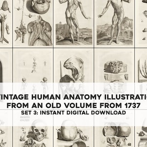 May include: A collection of 37 vintage human anatomy illustrations from an old volume published in 1737. The illustrations are in black and white and depict various parts of the human body, including the skeleton, muscles, and organs.