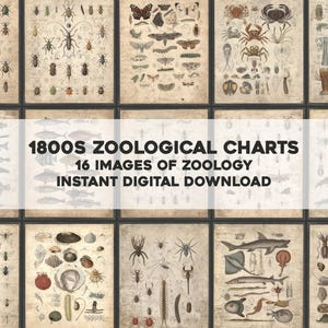 May include: Sixteen vintage zoological charts from the 1800s, showcasing detailed illustrations of insects, crustaceans, fish, and other marine life. The charts are arranged in a grid, each framed print displaying a different species. The text "1800s ZOOLOGICAL CHARTS" is visible.