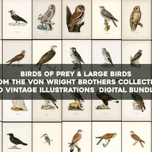 Aves de presa y placas de aves grandes de Svenska Fåglar Aves suecas Paquete de arte de pared imprimible Ilustraciones Descarga digital uso comercial
