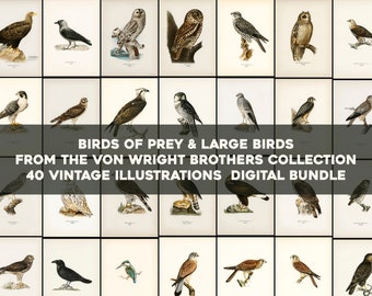 Birds of Prey & Large Birds Plates From Svenska Fåglar Swedish Birds Printable Wall Art Bundle Illustrations Digital Download commercial use