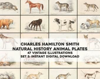 May include: A collection of 47 vintage illustrations of animals, including a wolf, a hyena, a kangaroo, a horse, and a dog. The illustrations are in black and white and have a hand-drawn style. The title "CHARLES HAMILTON SMITH NATURAL HISTORY ANIMAL PLATES 47 VINTAGE ILLUSTRATIONS SET 2: INSTANT DIGITAL DOWNLOAD" is printed in black text on a white background.