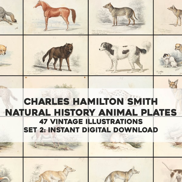 47  Cool Mammal Animal Illustrations | Image Bundle Printable Wall Art Bundle | Instant Digital Download Commercial Use 2