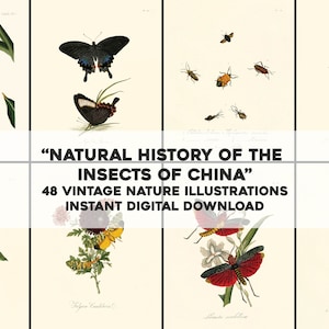 48 Vintage Bilder von Natural History Insekten aus China | Insekt botanisches Bild Bundle druckbare Wandkunst | Sofortiger Download Kommerzielle Nutzung